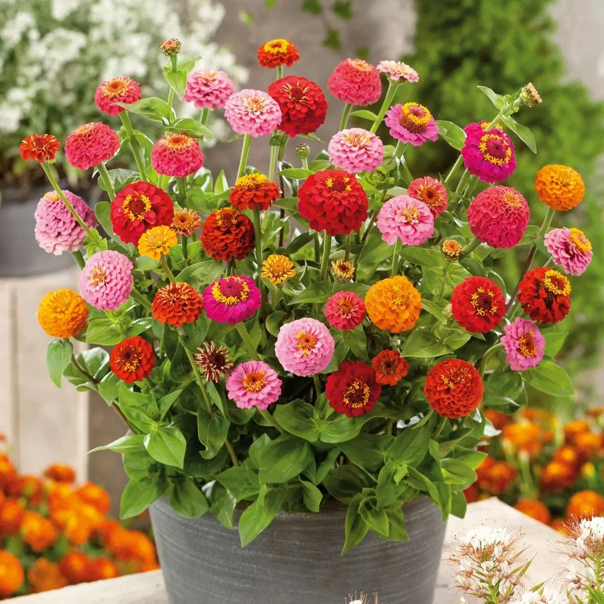 Thumbelina Zinnia Seeds - 100+ Dwarf Flower Seeds - Zinnia elegans - Non-GMO - Vibrant Garden Color - Easy to Grow