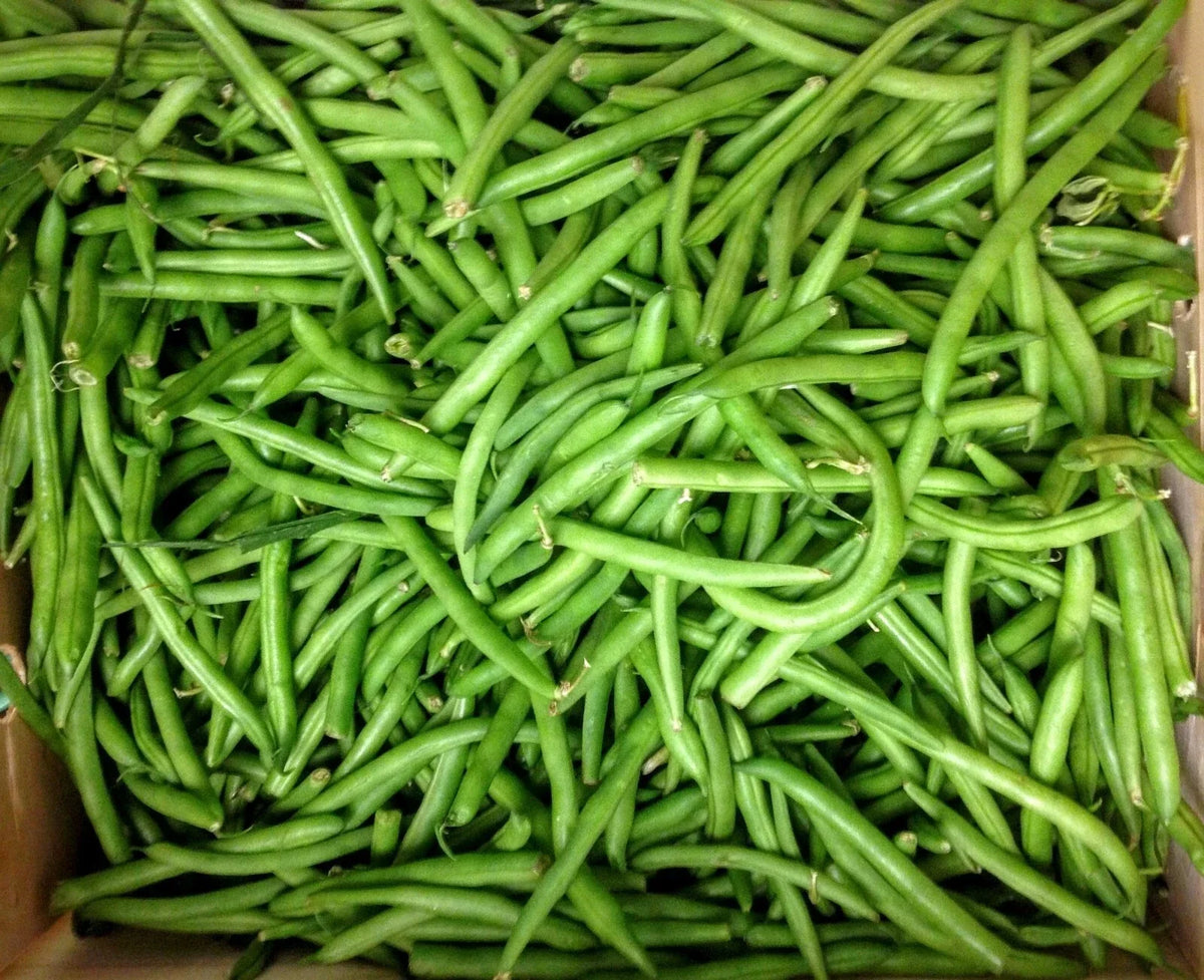 Tendergreen Green Bean Seeds - 100 Non-GMO Seeds - Phaseolus vulgaris - Ideal for Home Gardens and Containers