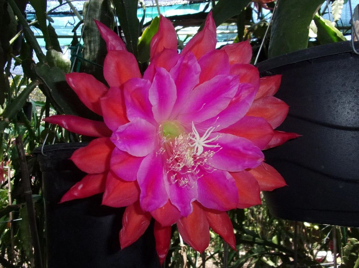 Epiphyllum Orchid Cactus Cutting - "Marmalade Punch" - Tropical Indoor Plant - Epiphyllum spp. - Easy Care Succulent