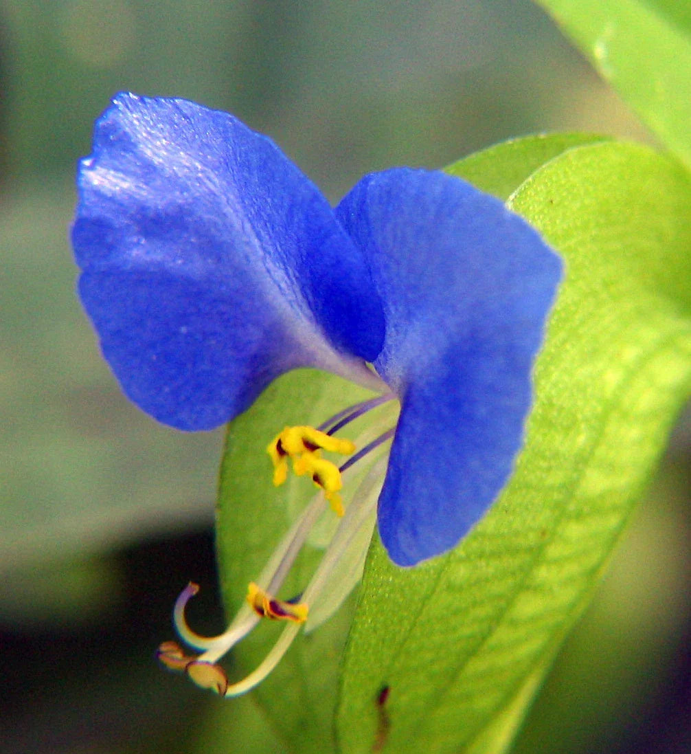 Spiderwort Cutting 5x - Blue Flower Variety - Commelina - Wandering Jew Plant - Easy Care Garden Cuttings