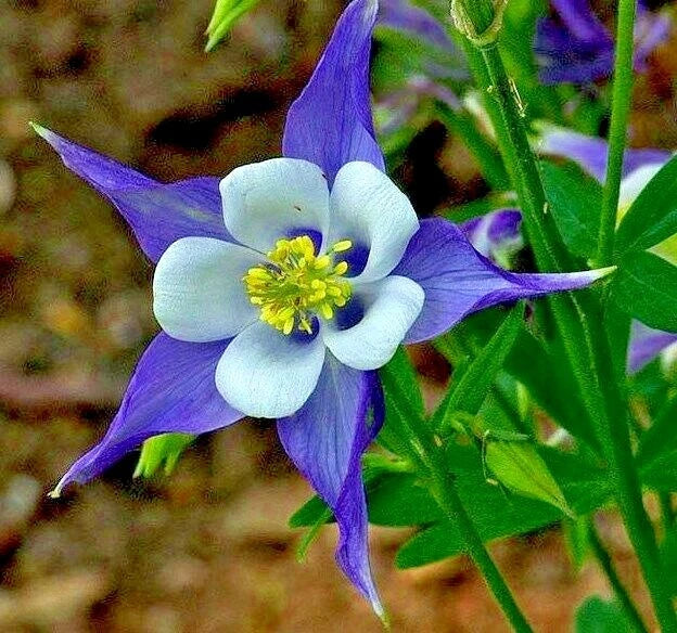 Rocky Mountain Columbine Seeds | 201+ Non-GMO Seeds | Aquilegia caerulea | Native Wildflower for Shade Gardens & Containers
