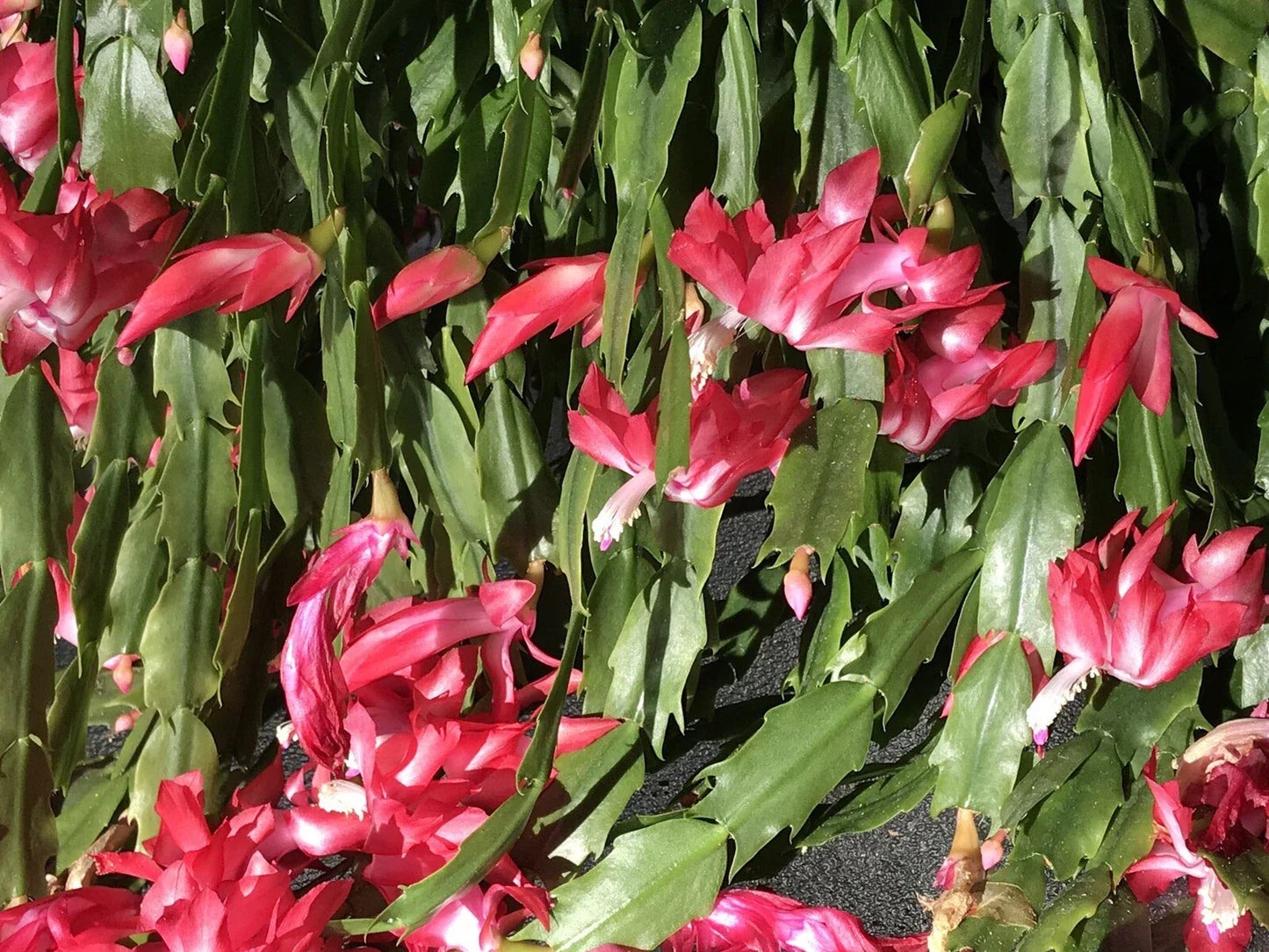 Christmas Cactus Cuttings 6 Segments Schlumbergera Buckleyi Fresh Green House Plant for Indoor Gardening