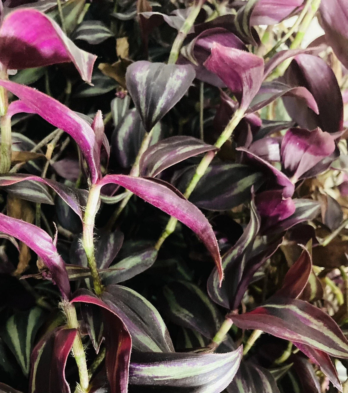 Rooted Cuttings 4 Pack Burgundy Purple Wandering Jew Plant Tradescantia Zebrina Easy Care Houseplant for Indoor Display