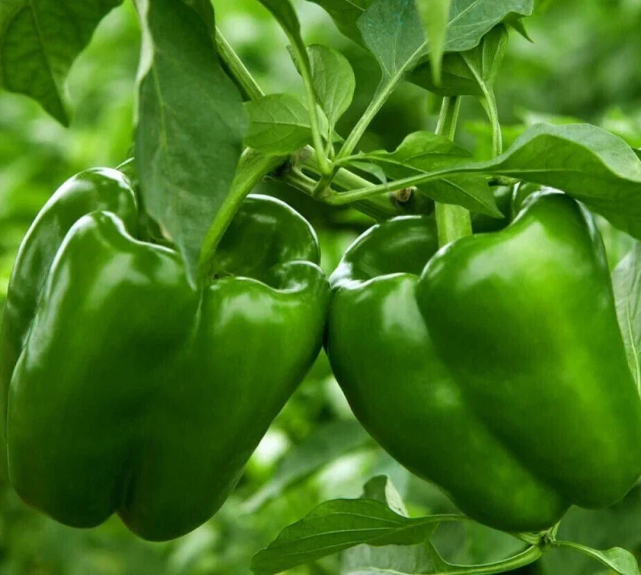 Emerald Giant Bell Pepper Seeds - 50+ Non-GMO Sweet Green Veggie - Capsicum Annuum - Ideal for Home Garden and Containers