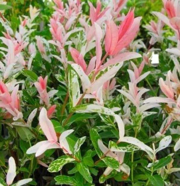 Dappled Willow Cutting 6 Inch Variegated Pink & White Foliage Salix integra 'Hakuro Nishiki' for Garden Landscapes