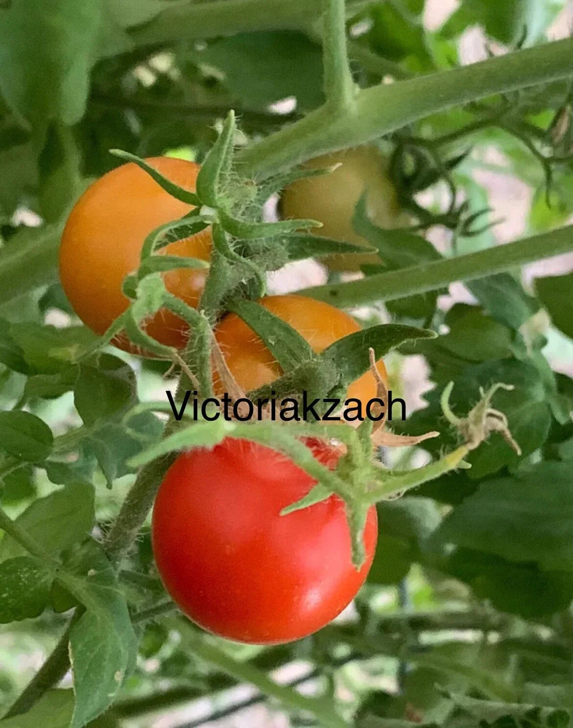 Organic Cherry Tomato Seeds - Heirloom Non-GMO Variety - Solanum lycopersicum - Large Sweet Edible Garden Seeds