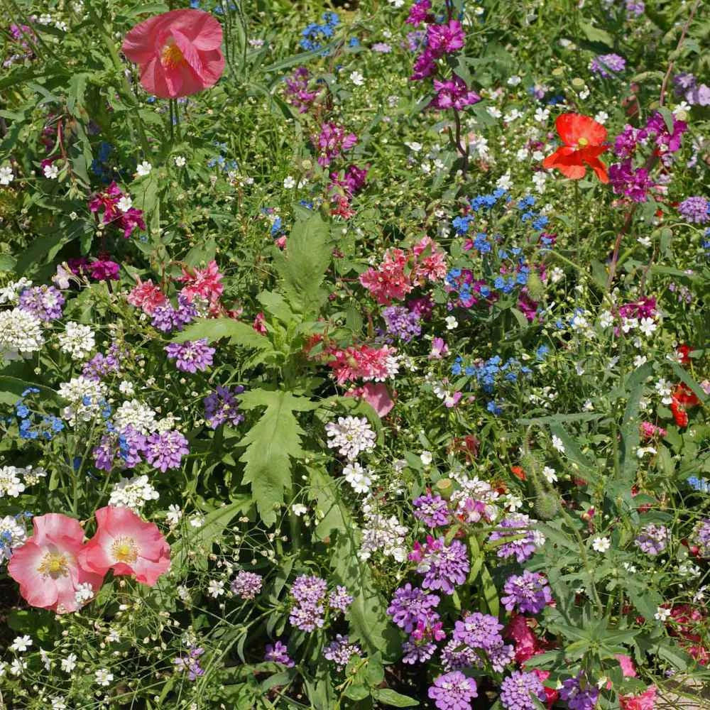 Wildflower Seeds Mix - 200+ Colorful Annual & Perennial Varieties - Partial Shade - USA Grown - Various Species