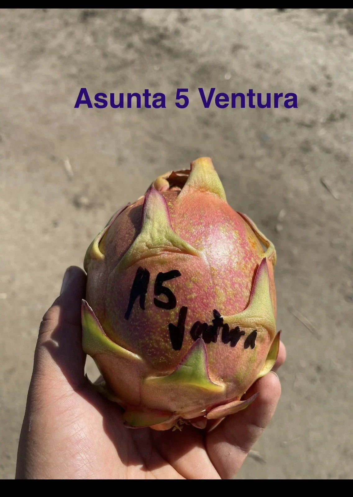 Mature Cuttings 12-17 Inch ASUNTA 5 VENTURA Variety for Propagation - Ideal for Home Gardening