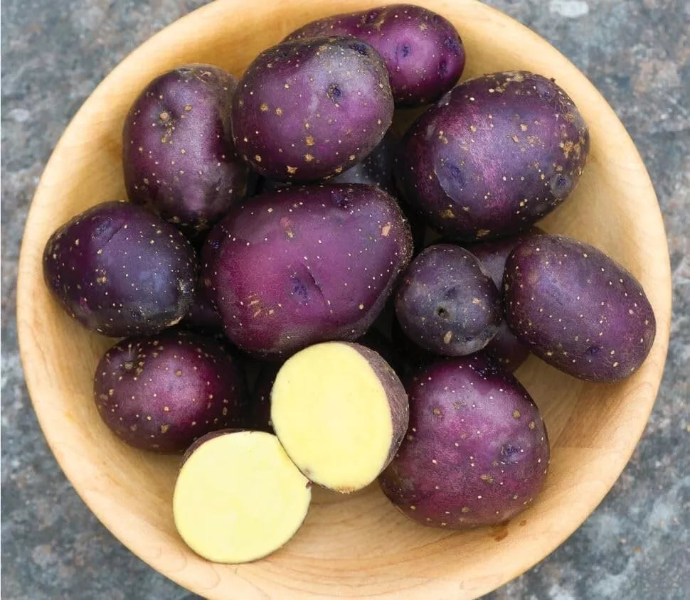 Harvest Moon Baby Seed Potatoes - Organic, Early Variety, Solanum tuberosum - Perfect for Small Gardens and Containers