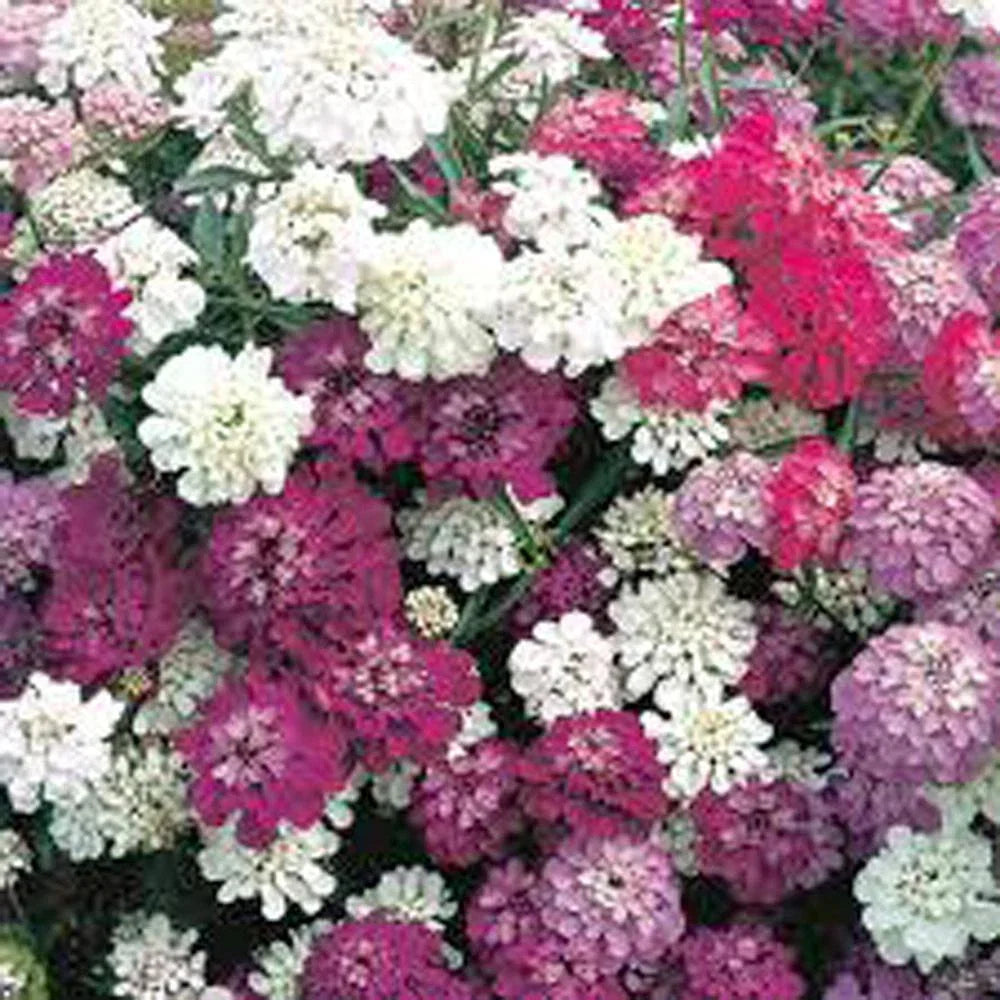 Candytuft Seeds 1000 Count Dwarf Fairy Mix Pink Lavender White Flowers Iberis umbellata