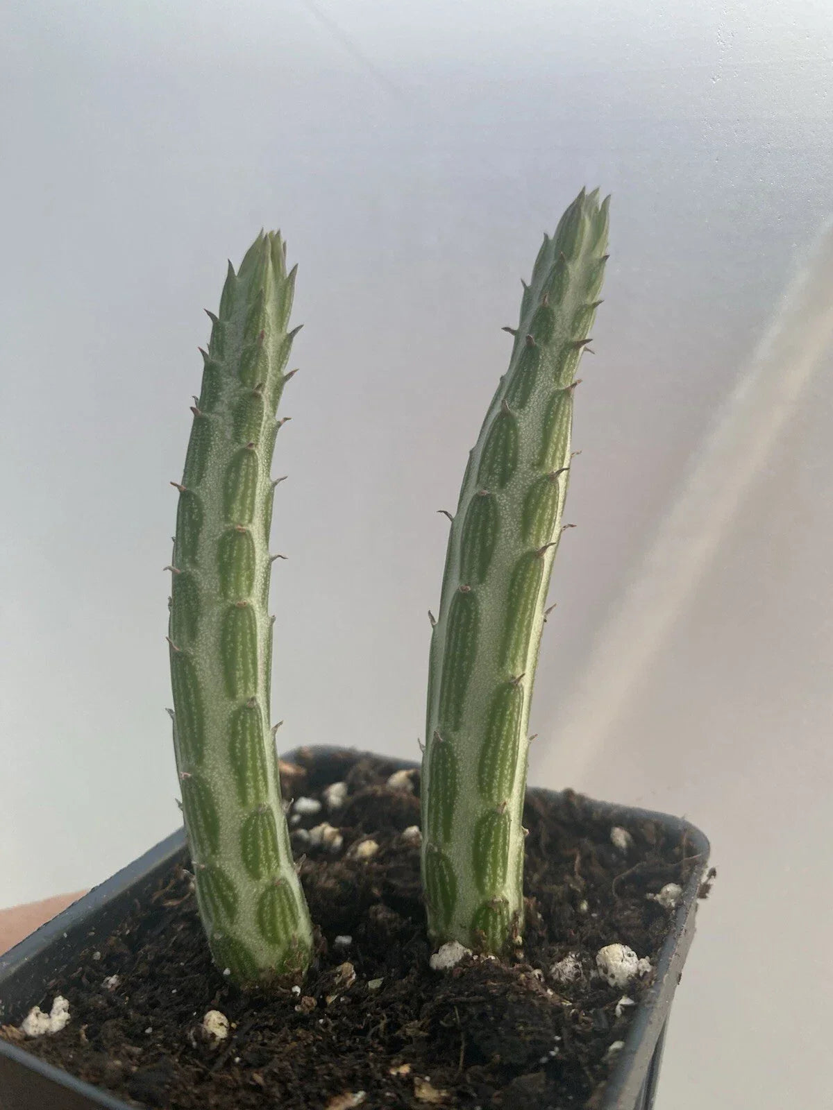 Succulent Cuttings 2” Pots, Kleiniia Senecio Stepiliformis, Pickle Plant, 3-4” Tall, Unique Indoor/Outdoor Decor