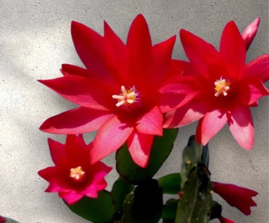 Red Easter Cactus Cuttings - 3 Fresh Cuttings - Rhipsalidopsis gaertneri - Vibrant Red Flowers for Plant Propagation