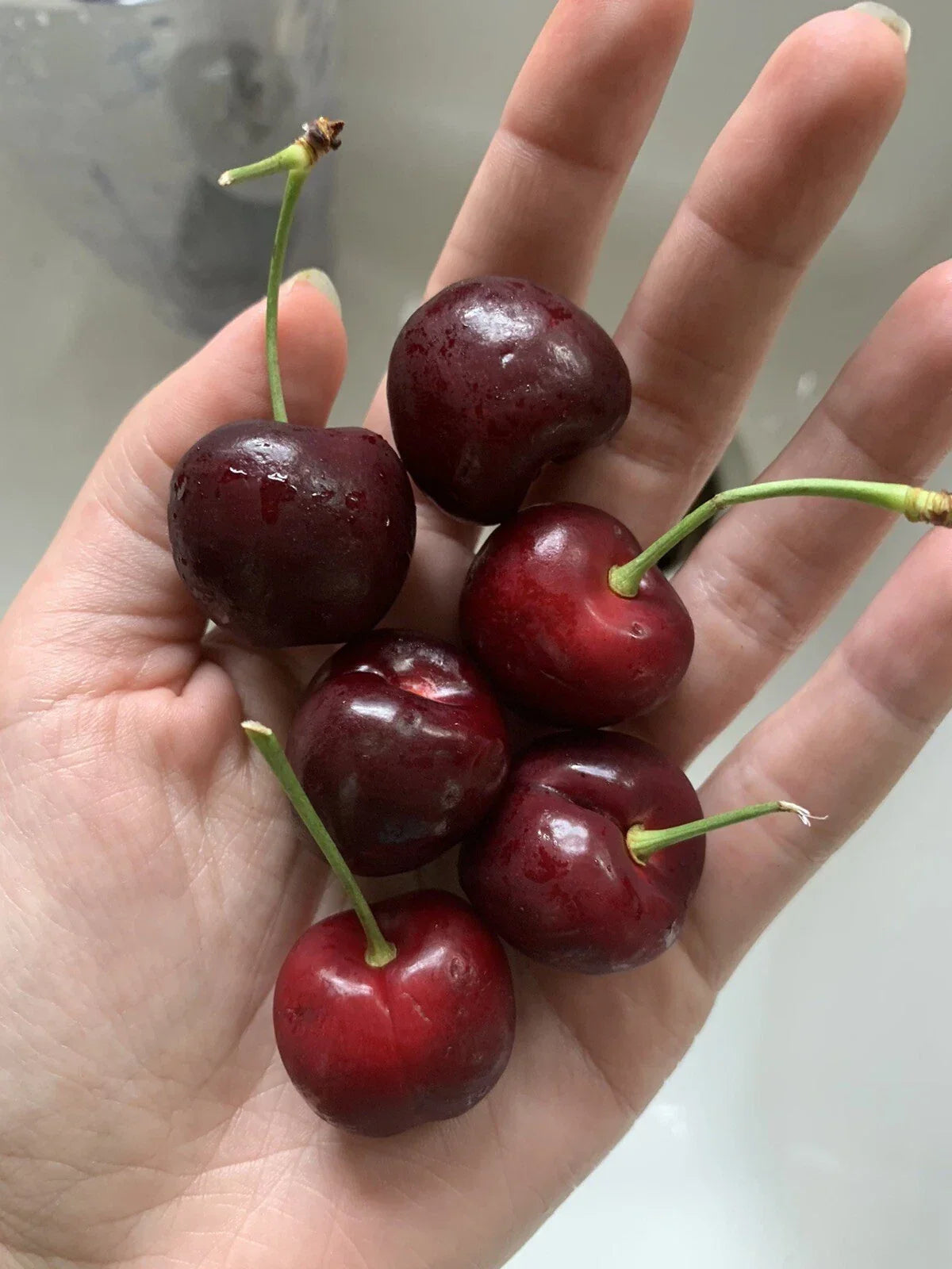 Cherry Pits Seeds - 5 Organic Non-GMO Red Sweet Cherry Seeds - Prunus avium for Home Garden and Orchards