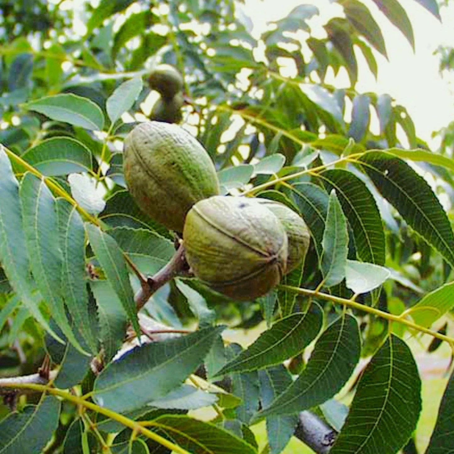 Pecan Tree Seeds - Carya Illinoensis - Illinois Nut Pecans - Ideal for 2025 Planting