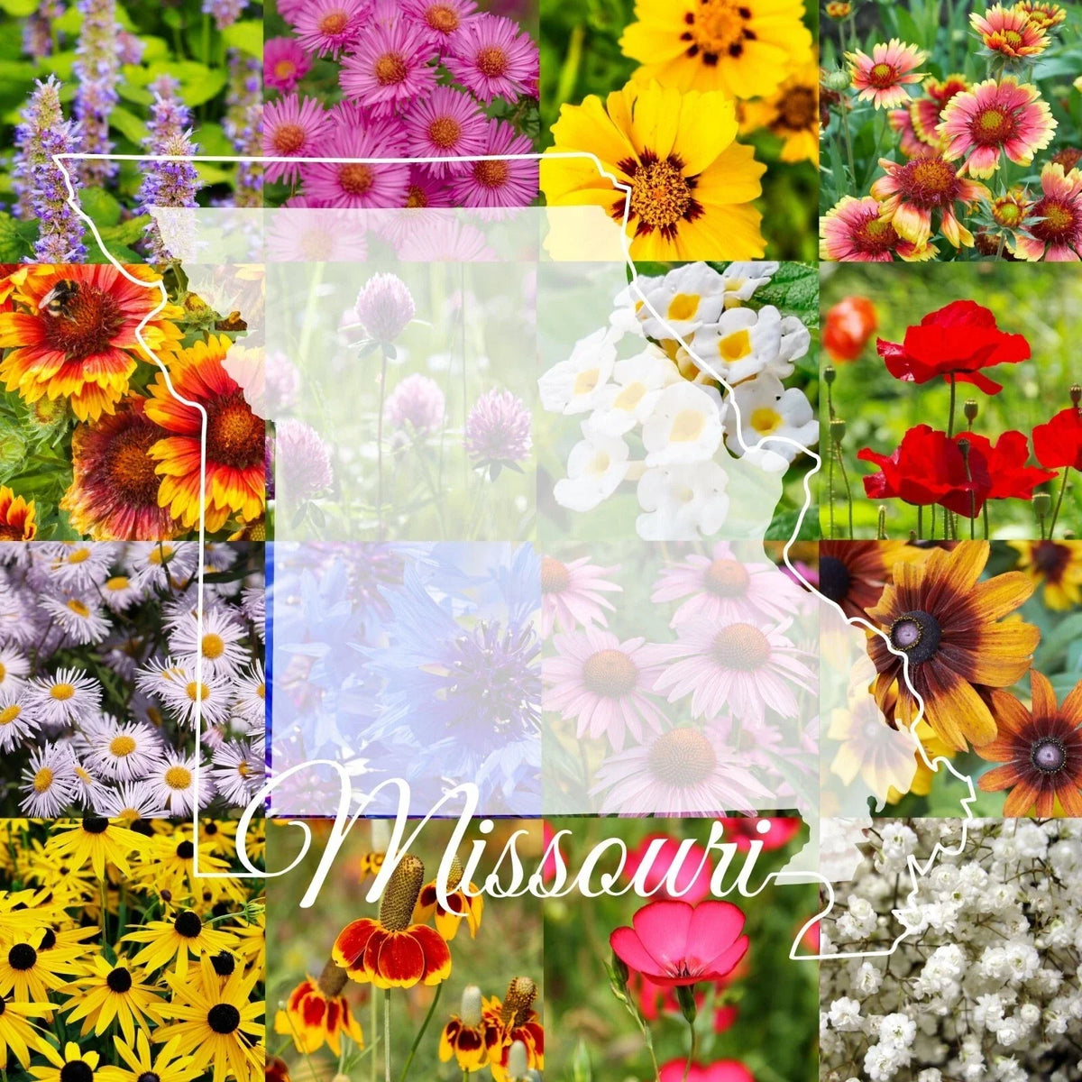Missouri Wildflower Seed Mix 1/2LB Bulk Colorful Blooms for Gardens - Various Native Species - Non-GMO Wildflower Seeds