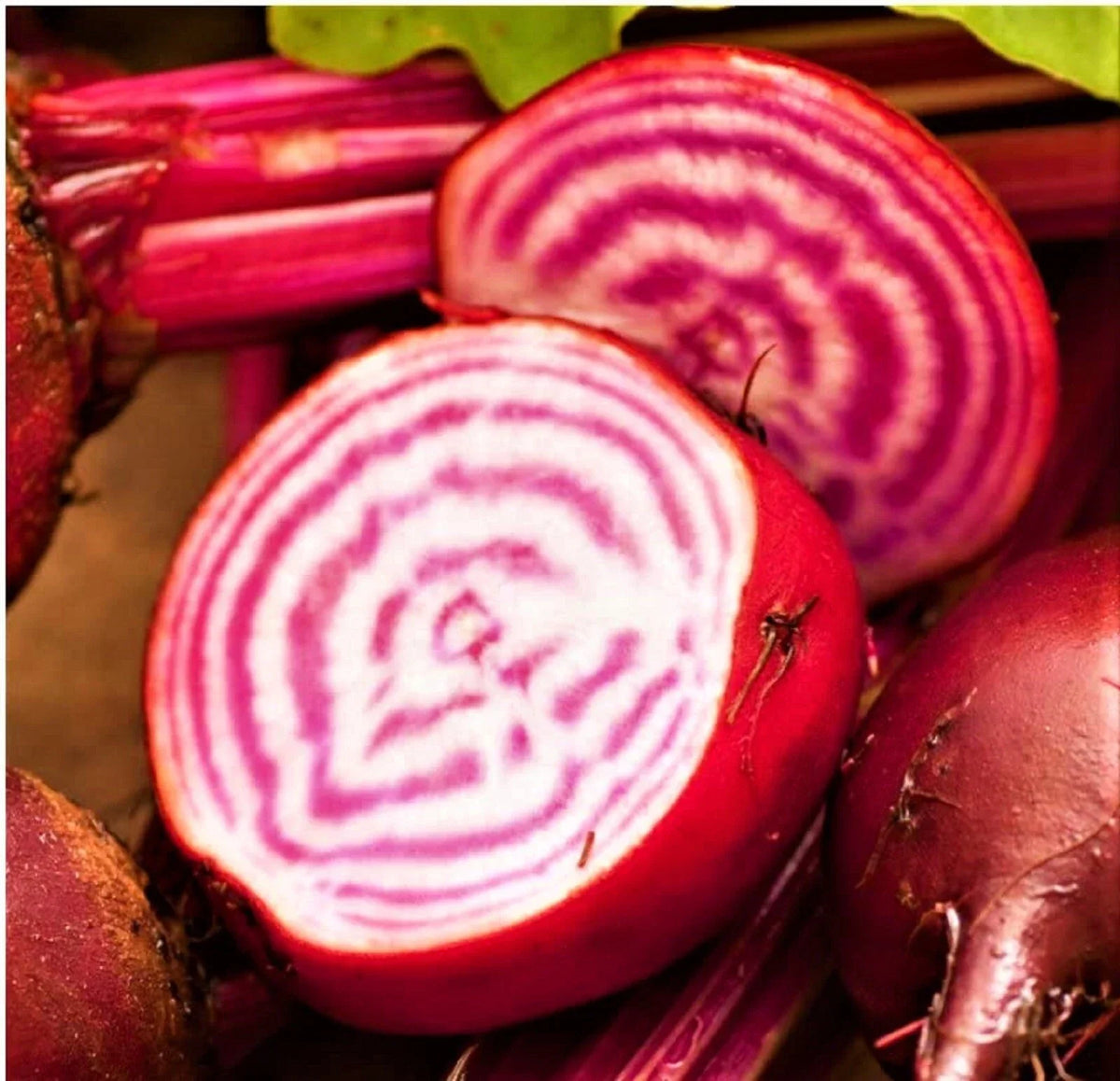 Chioggia Beet Seeds - 100+ Non-GMO Seeds for Planting - Beta vulgaris var. cicla - Candy-Striped Heirloom Variety
