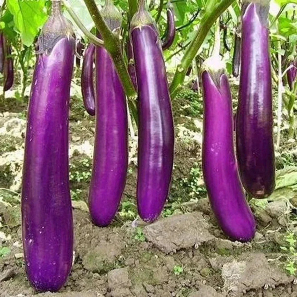 Long Purple Eggplant Seeds - Heirloom Organic Non-GMO - Solanum melongena - 50 Seeds for Gardening