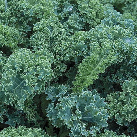 Blue Curled Scotch Kale Seeds - 300+ Non-GMO Seeds - Brassica oleracea var. sabellica - Nutritious Home Garden Greens