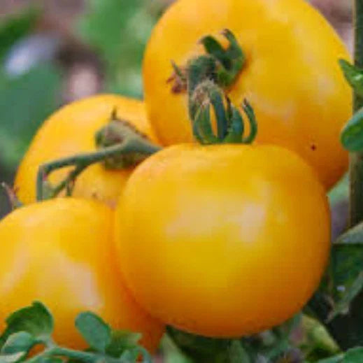 Mountain Gold Tomato Seeds | Heirloom Non-GMO | Solanum lycopersicum | 20 Seeds for Home Gardening and Culinary Use