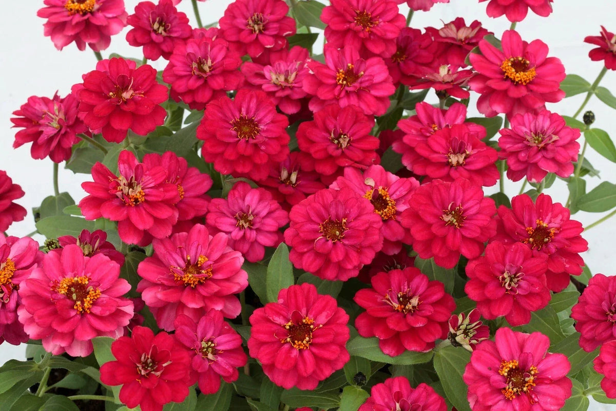 Profusion Double Hot Cherry Zinnia Seeds - 100+ Count - Zinnia elegans - Vibrant Annual Flowers for Garden Planting