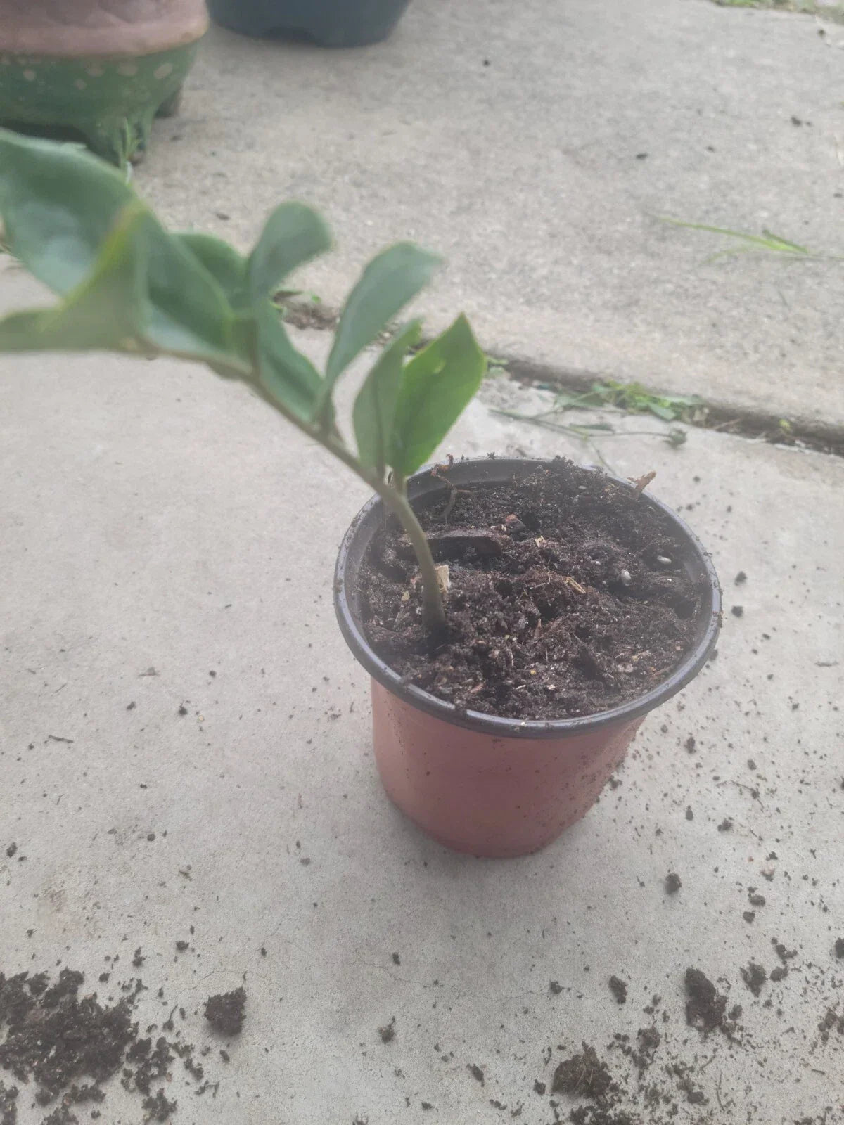 ZZ Plant Starter - Medium Size - Green Foliage - Zamioculcas zamiifolia - Low Maintenance Indoor Houseplant