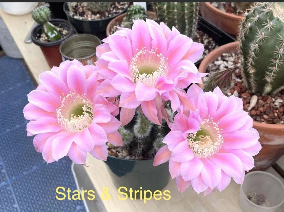 Echinopsis Cactus Succulent - One Rooted Pup - Stars & Stripes Variety - Echinopsis Hybrid - Low Maintenance Plant