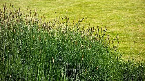 Timothy Grass Seeds 2,000 Count, Climax Variety, Cover Crop for Deer & Wildlife Food Plots, Phleum pratense
