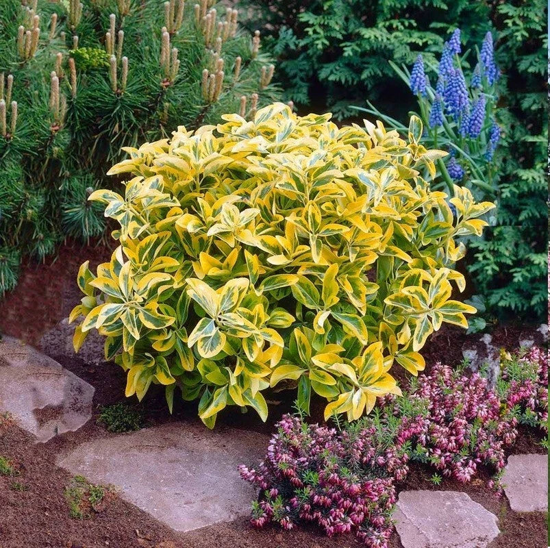 Golden Euonymus Hedge Shrub 5" Aureo Marginatus Yellow Variegated Foliage - Ideal for Foundation Planting, Drought-Tolerant