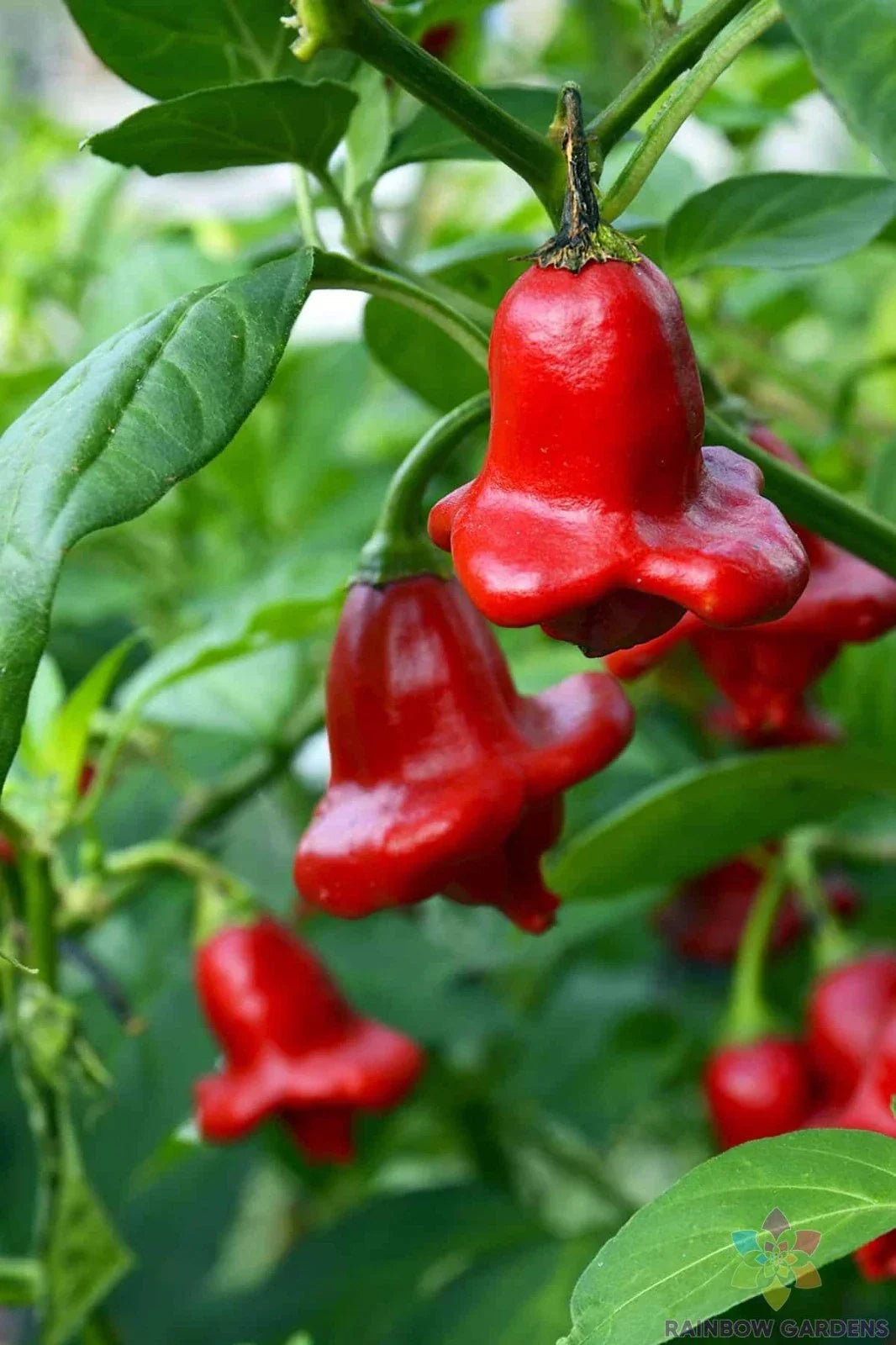 Bishop's Crown Hot Pepper Seeds - 25+ Pack - Capsicum baccatum - Unique Crown-Shaped Peppers for Spicy Dishes