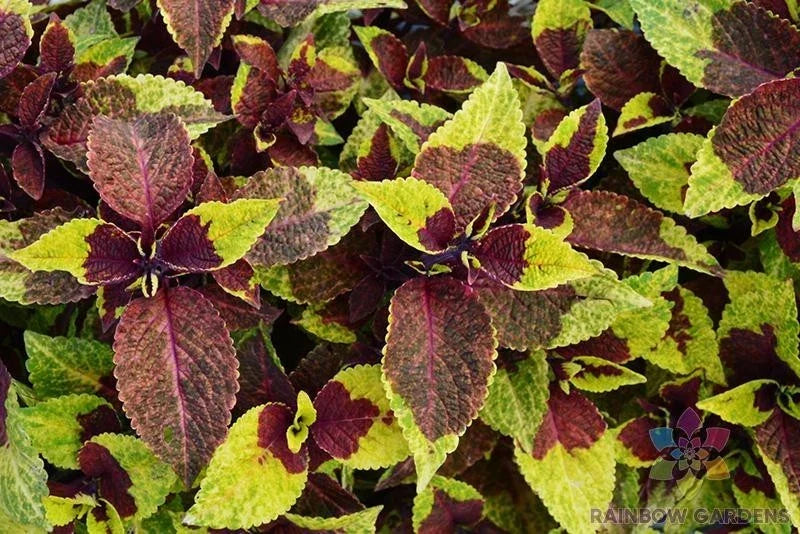 Coleus Seeds - 25+ Premium Sun Pineapple Surprise - Solenostemon scutellarioides - Vibrant Tropical Foliage for Garden