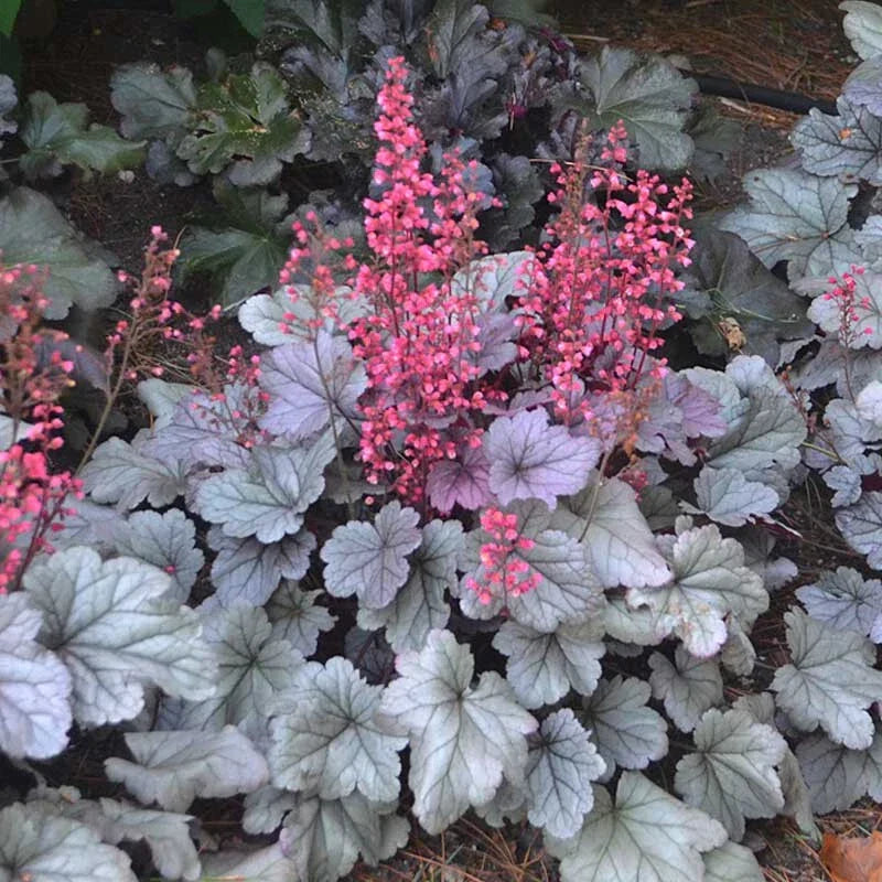 Bare Root Perennial Plant Heuchera 'Silver Gumdrop' Coral Bells, Silver Leaves, Pink Flowers, Zone 4-9