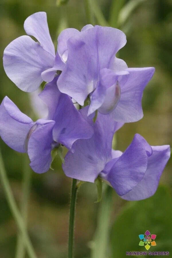 Blue Wonder Sweet Pea Seeds - 50+ Pack - Lathyrus odoratus - Non-GMO Garden Planting - Vibrant Blue Flowers for Pollinators