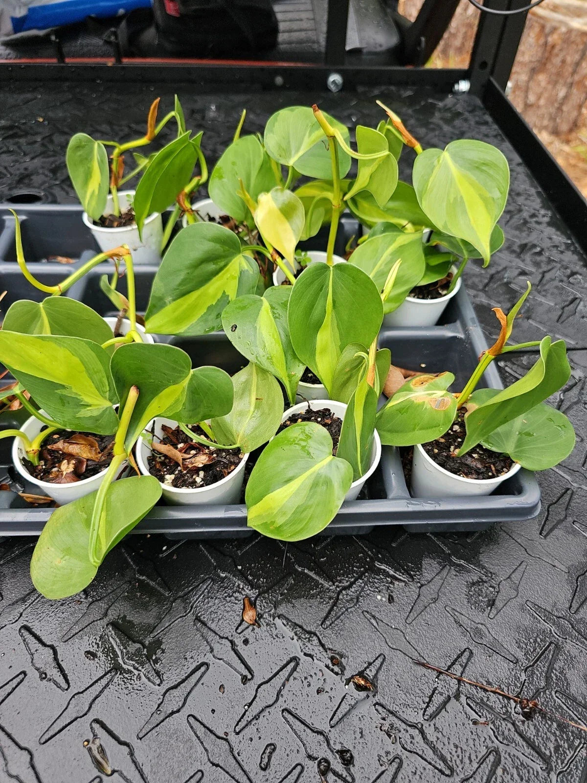 Brazilian Pothos Plant - Live Rooted Variegated Cordatum - Epipremnum aureum 'Brasil' - Indoor Houseplant for Easy Care