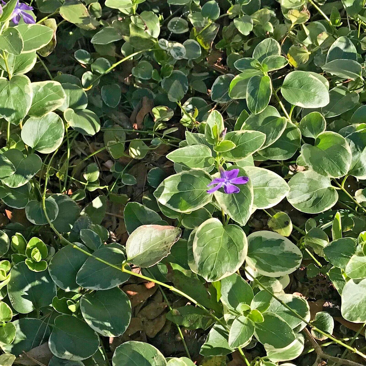 Variegated Vinca Groundcover Starter Vines - 8 Lavender Periwinkle Plants - Rooted (Vinca minor 'Variegata')