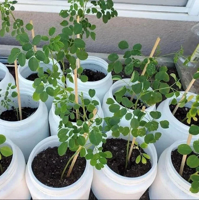 Moringa Oleifera Live Plant - 20-24 Inches - Drumstick Tree - Nutrient-Rich Superfood Plant - Easy Care Indoor/Outdoor