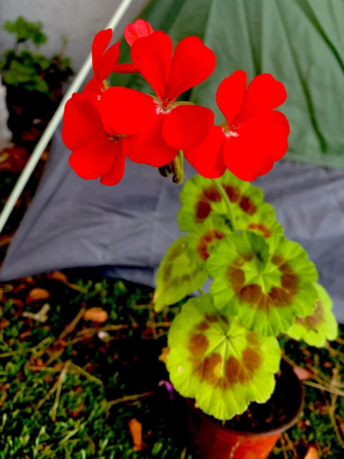 Geranium Live Plant 8-10 Inches Bright Orange Flowers Pelargonium spp. - Perfect for Gardens & Containers