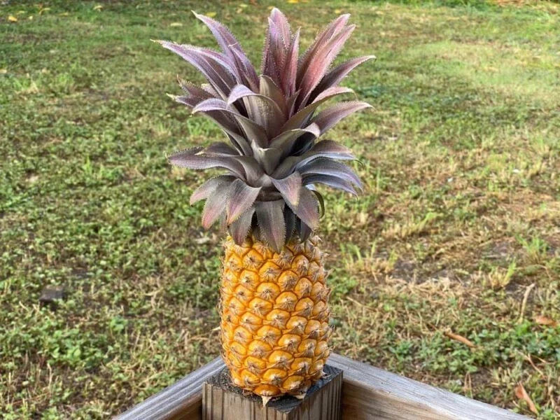 Antigua Black Pineapple Seeds - 15+ Premium Seeds for Planting - Ananas comosus - Non-GMO - USA - Free Shipping
