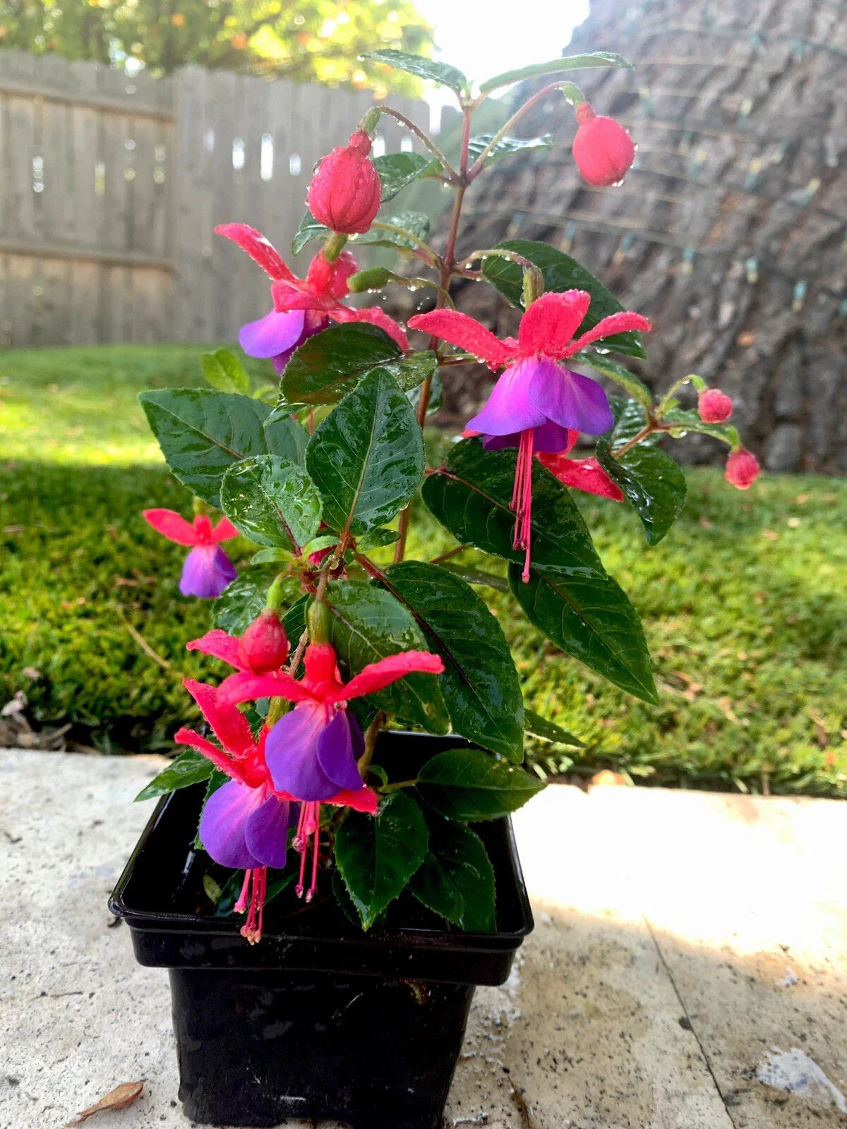 Blue Eyes Fuchsia Live Plant - 3" Pot - Fuchsia 'Blue Eyes' - Vibrant Blue & Purple Blooms - Compact & Low Maintenance