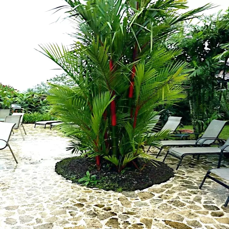 10 Red Sealing Wax Palm Seeds - Cyrtostachys renda - Tropical House Plant Seeds for Indoor Gardening