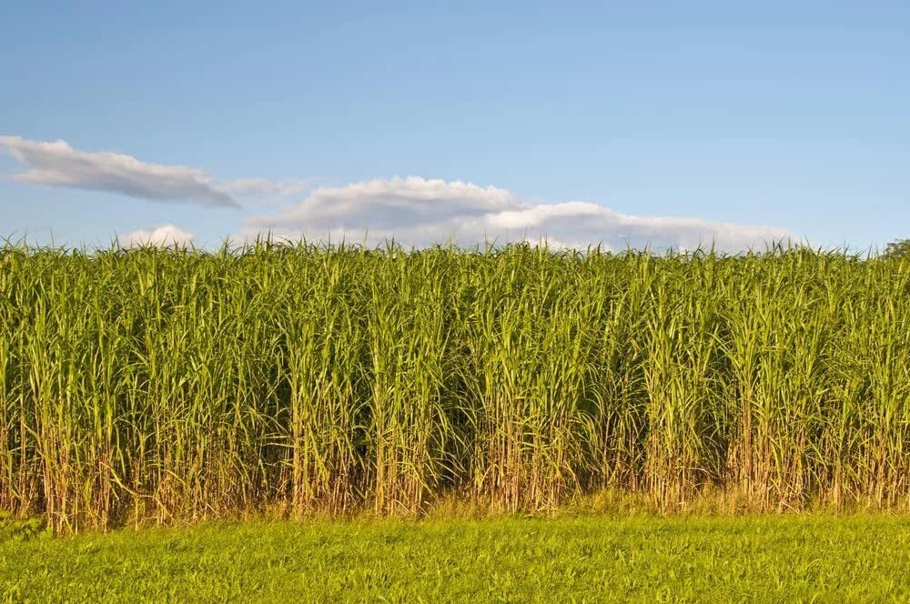 Switchgrass Seeds - 1,000 Count - Fast Growing Prairie Grass - Panicum virgatum - Erosion Control & Wildlife Habitat