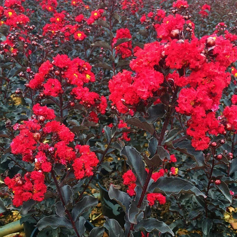 Crape Myrtle Starter Plant - Ebony Fire Variety - Lagerstroemia - Well Rooted, Easy to Grow