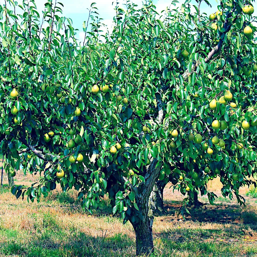 European Pear Tree Seeds - Pyrus communis - Fast Growing Hardy Variety for Fruit and Flower Gardens, 20 Seed Packet