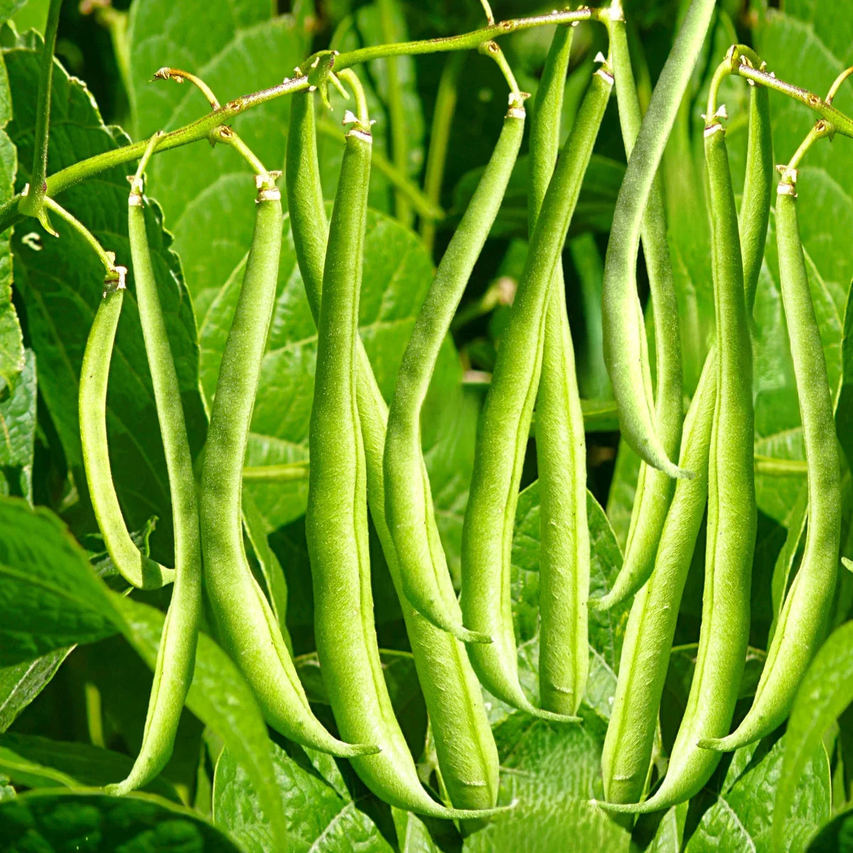 Masai French Filet Bean Seeds - Organic Haricot Vert - Phaseolus vulgaris - High-Yielding Gardening Seeds for 2025 Planting