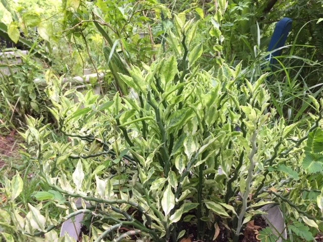 Devil's Backbone Cuttings 8 Cuts + 2 Roots Variegated Euphorbia tithymaloides Succulent for Propagation Indoor Outdoor