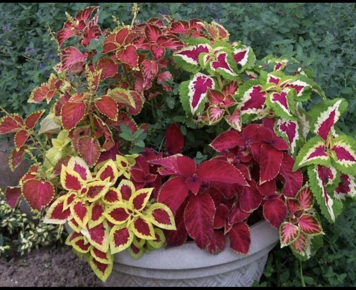 Coleus Seeds - 100+ Rainbow Mix - Colorful Foliage - Plectranthus scutellarioides - Indoor/Outdoor Planting