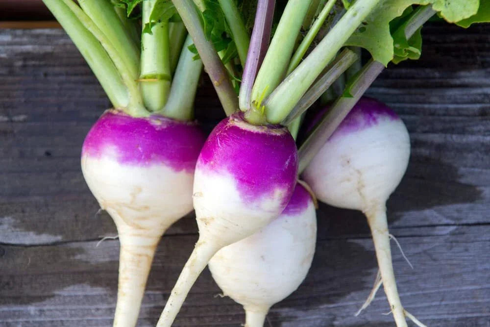 Purple Top Turnip Seeds - 1,000+ Heirloom Seeds for Planting - Brassica rapa - Nutritious Vegetable Garden Seeds