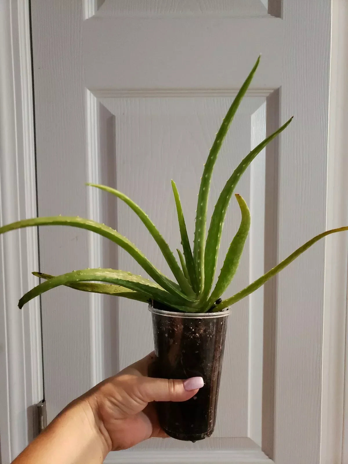 Aloe Vera Plant 10" Organic Miracle Plant, Aloe Barbadensis, USA Grown, Rooted Succulent for Home and Garden