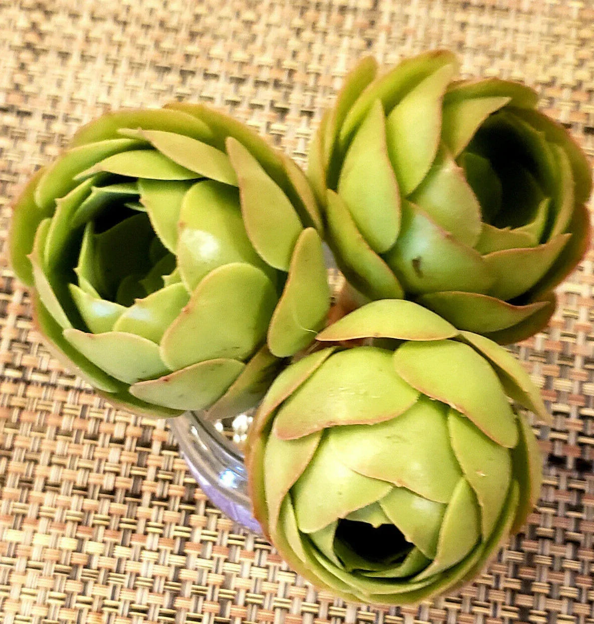 Aeonium Cuttings 2 Pack - Rose Bud Variety - Greenovia Succulent Plant Cuttings - Aeonium spp.
