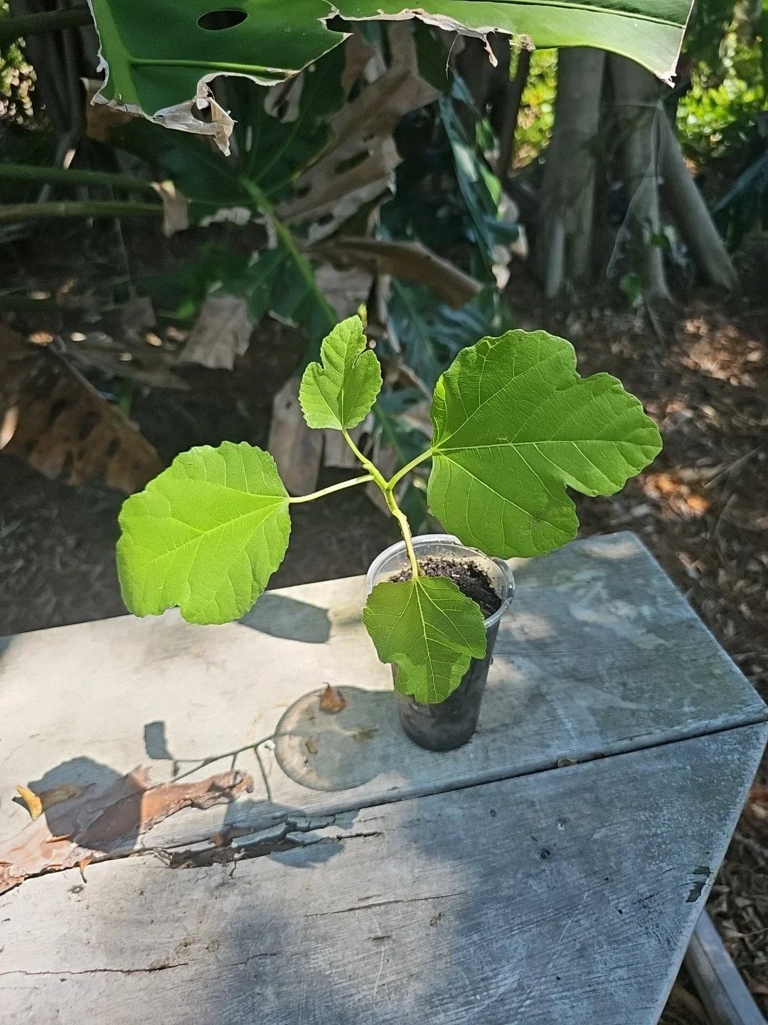 Fig Tree Starter Plant 3" Pot Edible Ficus carica Easy to Grow Compact Container Garden
