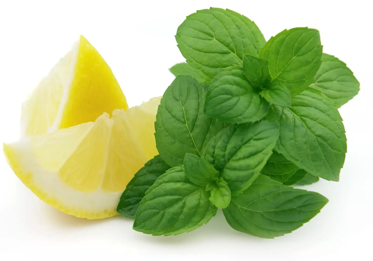 Lemon Mint Seeds - 500+ Organic Heirloom Monarda citriodora - Non-GMO Aromatic Herb for Gardens and Culinary Use
